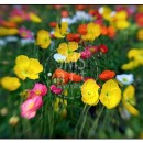 LL2116   MG7473 Poppies