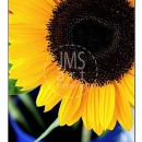 LL2117   MG9547 Sunflowers in Blue Pails-A