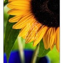 LL2120   MG9848 Sunflowers in Blue Pails-D