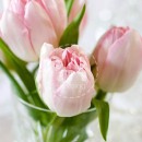 LL2612  MG8200PinkTulips16