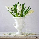 LL2613  MG8268WhiteHyacinth1