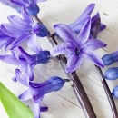 LL2620  MG8521RusticBlueHyacinth1