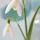 LL2646  MG8621SnowdropDream4