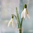 LL2648  MG8630SnowdropDream6