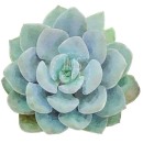 MC3285  Succulent A - Green