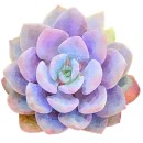 MC3286  Succulent A - Multi