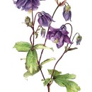 THL2056 Aquilegiavulgaris