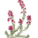 THL2057 bellheather