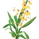 THL2060 dancingladiesorchid