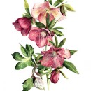 THL2061 hellebore