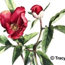 THL2068 peony