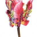 THL2069 parrottulip