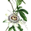 THL2070 passionflower