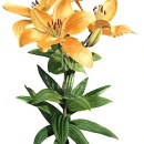 THL2073 yellowlily