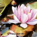 THL2074 waterlily