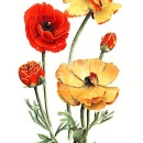 THL2075 ranunculus