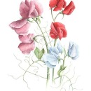 THL2076 sweetpeas