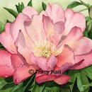 THL2078 rosepeony