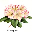 THL2081 rhododendron