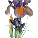 THL2083 purpleiris