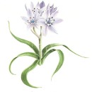 THL2086 springsquill