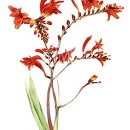 THL2088 crocosmia