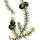 THL2090 crowberry