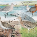 THL2112  22curlew