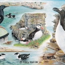 THL2118  30puffin