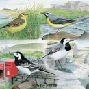 THL2125  35wagtails