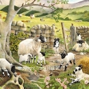 THL2154  spring lambs