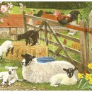 THL2218  FarmSeries-Sheep