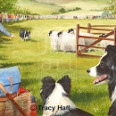 THL2013 sheepdogtrials