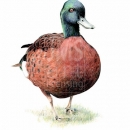 THL2039 duckstudy