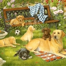 THL2142 Labradors