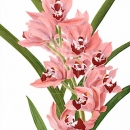 THL2065 orchidspray