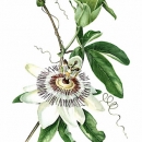 THL2070 passionflower