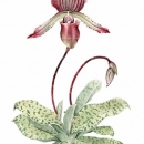 THL2079 slipperorchid