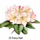 THL2081 rhododendron