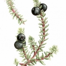 THL2090 crowberry