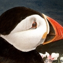 THL2024 puffin
