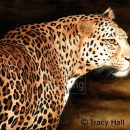 THL2036 africanleopard