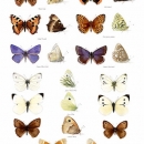 THL2037 butterflies