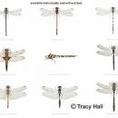 THL2038 dragonfliesdamselflies